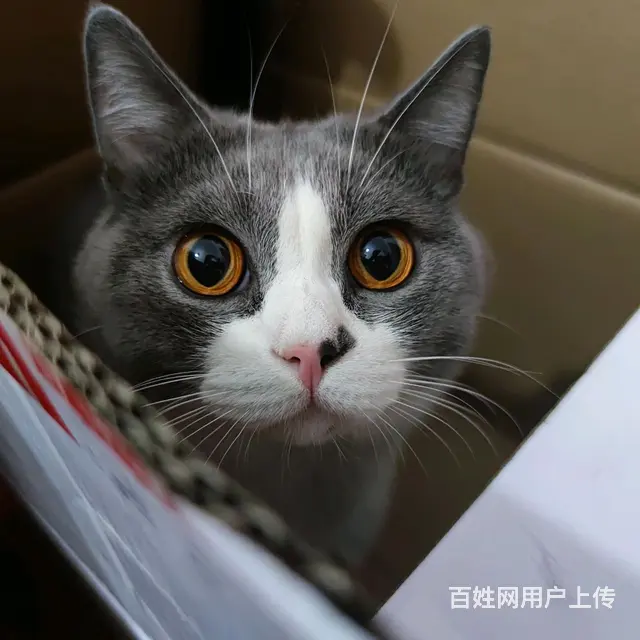 寻猫 英短蓝白 1岁半 - 图片 3
