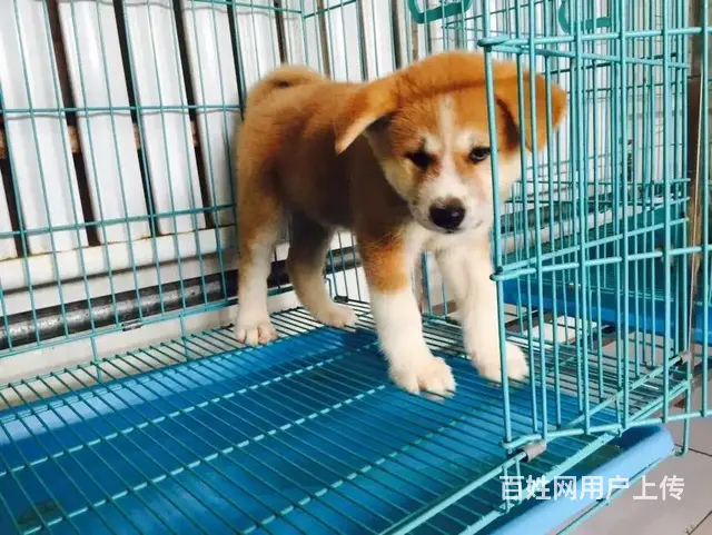 天门【十年老店】常年繁殖优质血统秋田幼犬 - 图片 10