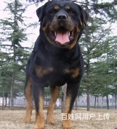 纯种罗威纳幼犬出售 大头肉嘴罗威纳 罗威纳价格 - 图片 1