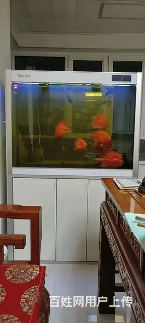 花鸟虫鱼 - 图片