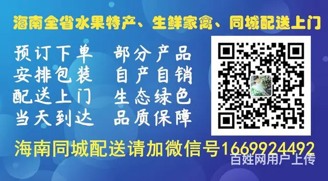 海南加积鸭番鸭配送 琼海加积鸭番鸭配送当天上门 - 图片 1