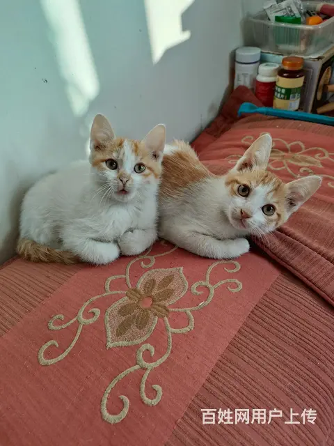 小猫 - 图片 1
