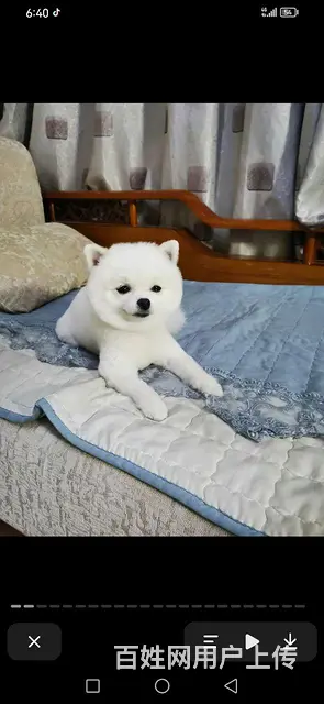 出售爱犬，非诚勿扰 - 图片 2