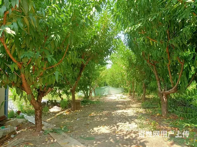 （圆点快讯）沛县鱼塘养殖地转让 - 图片 4