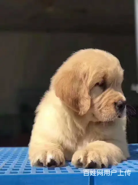 纯种金毛幼犬 宽嘴大头赛级金毛幼犬！保品质健康 - 图片 8