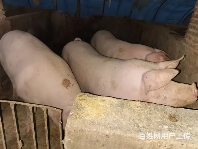 两年以上的笨猪 - 图片 4