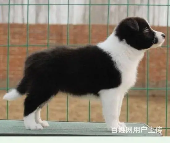 纯种边牧幼犬 智商排名第一 聪明易训 健康质保 - 图片 8