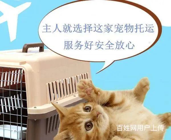 常州值得选择的宠物猫托运价格预估多少？ - 图片 3