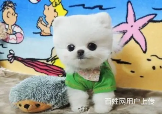广州正规狗场 广州哪里有卖博美俊介犬 包纯种健康 - 图片 6