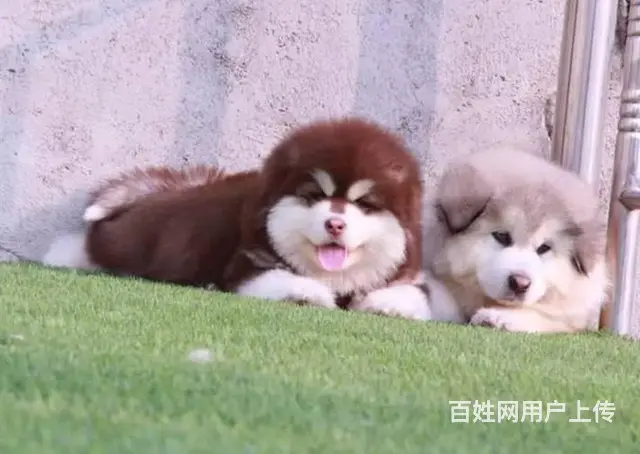 阿拉斯加幼犬 赛级双血统 可签订协议 - 图片 5