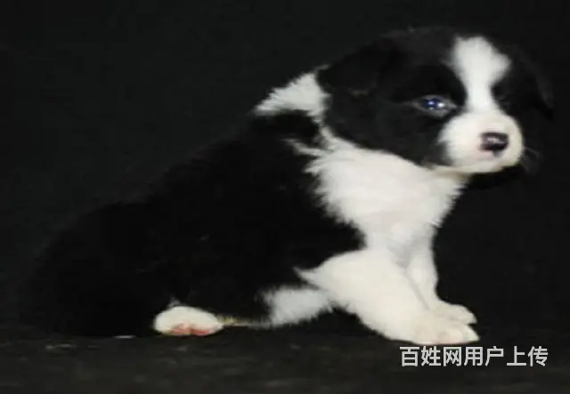大型犬舍出售各种宠物狗边境幼犬健康质保售后无忧 - 图片 8