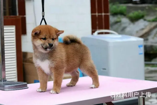 高品质柴犬萌宠 基地直销 保纯种健康 欢迎实地挑选 - 图片 5