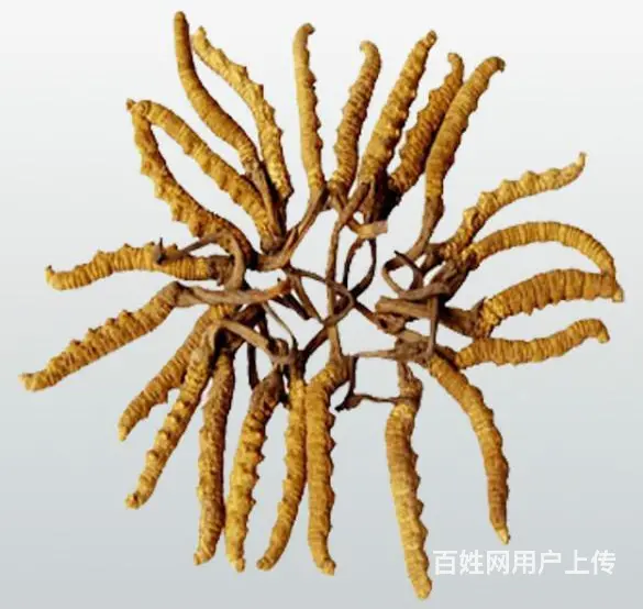 天河回收冬虫夏草天河回收青海玉树冬虫夏草 - 图片 6