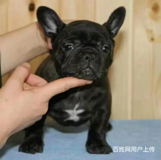 天门本地法斗犬舍，本地法斗在哪里 - 图片 1