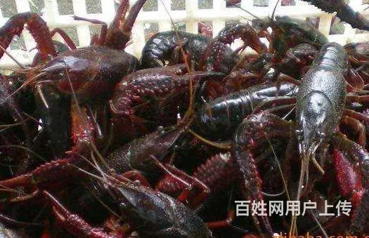 宏鸿集团食材配送-小龙虾 - 图片 1
