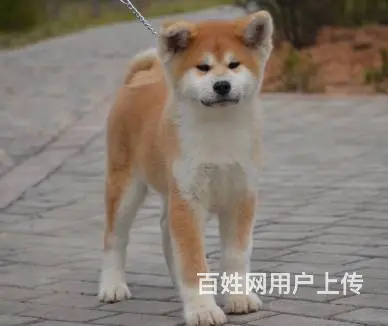 纯种日系秋田犬出售 忠犬八公 保纯种健康 欢迎来参 - 图片 10