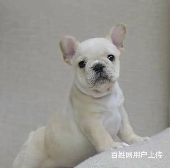 海盗眼 熊猫眼 黑白色 全白法国斗牛犬出售 - 图片 6
