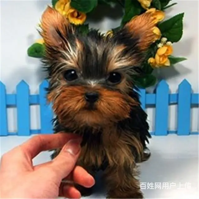 绍兴卖约克夏的犬舍，犬舍约克夏一般价位 - 图片 5