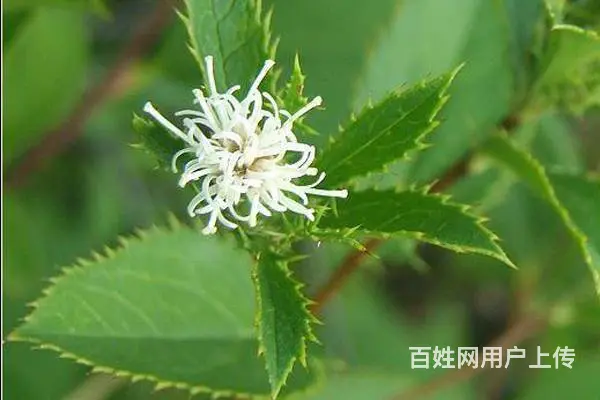 湖北百草堂苍术种植深度探访，揭秘背后生态与和谐共生 - 图片 2