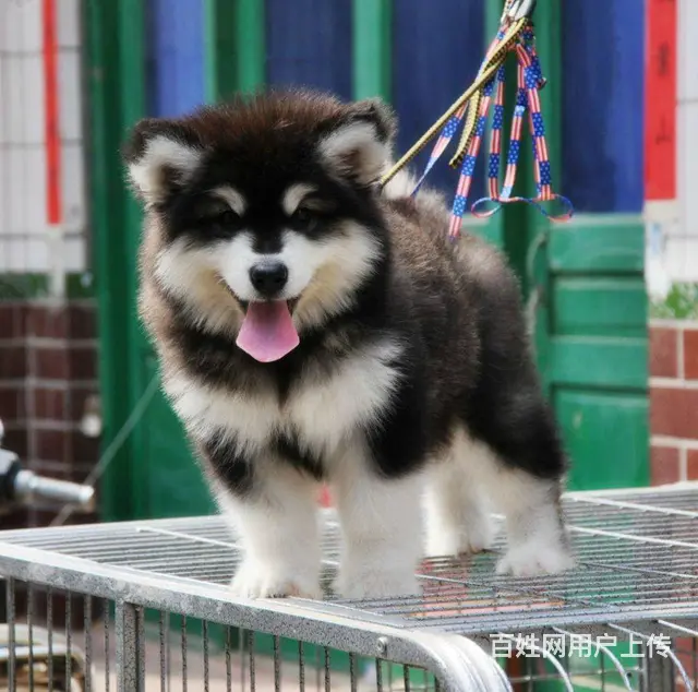 北京哪里能买到赛级纯种双血统阿拉斯加幼犬多少钱 - 图片 5