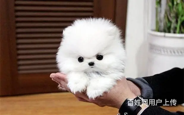 博美幼犬 博美图片 小体俊介博美多少钱一只 - 图片 5
