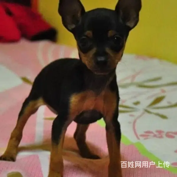 宿迁【十年老店】常年繁殖优质血统小鹿犬幼犬 - 图片 3