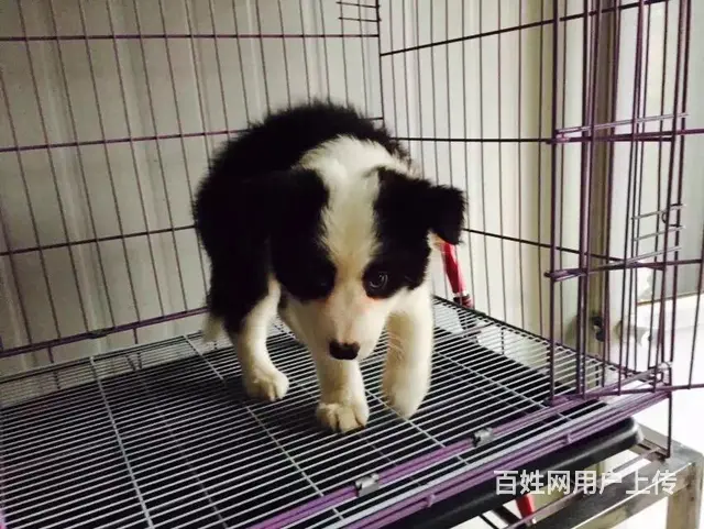 宿迁哪里可以买到纯种边牧 - 图片 5