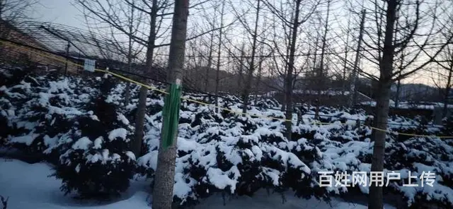 出售自己家银杏树，红豆杉 - 图片 1