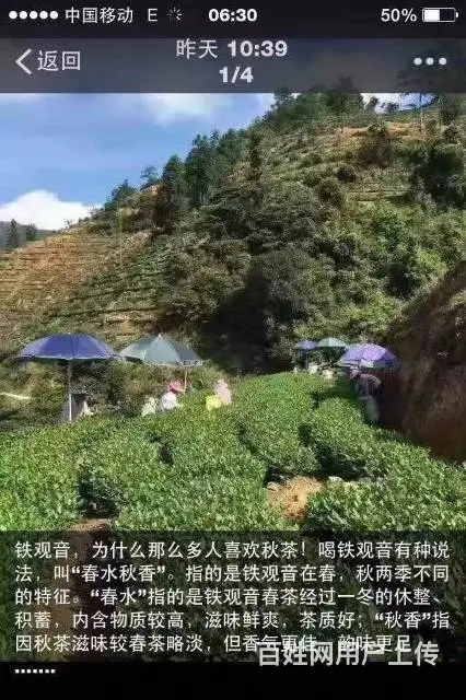 铁观音茶叶浓香型清香型礼盒装高山特级兰花香特级 - 图片 3