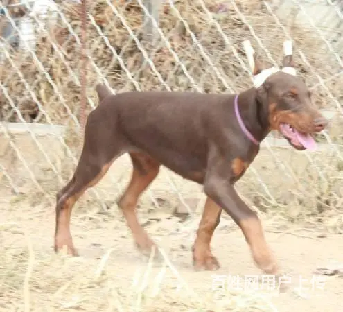 杜宾犬价格_德系杜宾_杜宾犬多少钱_杜宾犬图片 - 图片 1