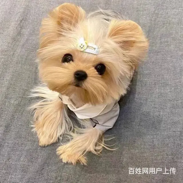 北京约克夏多少钱一只 纯种约克夏 约克夏幼犬 - 图片 5