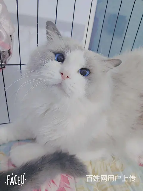 布偶猫 - 图片 1