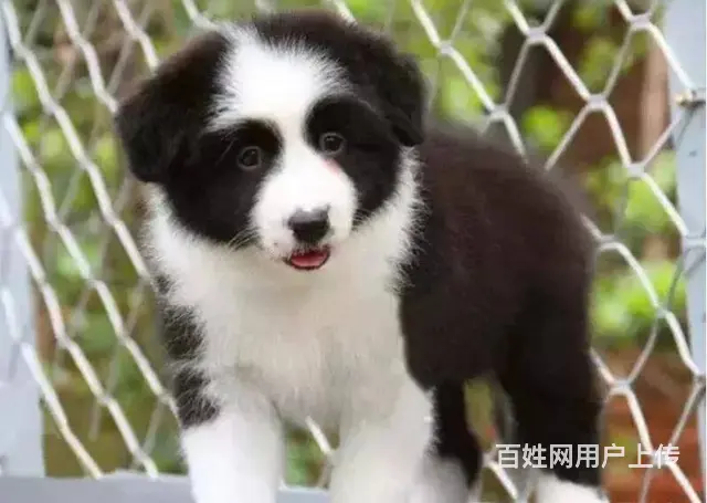 承德边牧怎么卖 家养边牧 疫苗齐全 - 图片 9