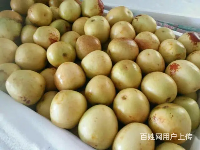 大荔贡品冬枣 - 图片 2