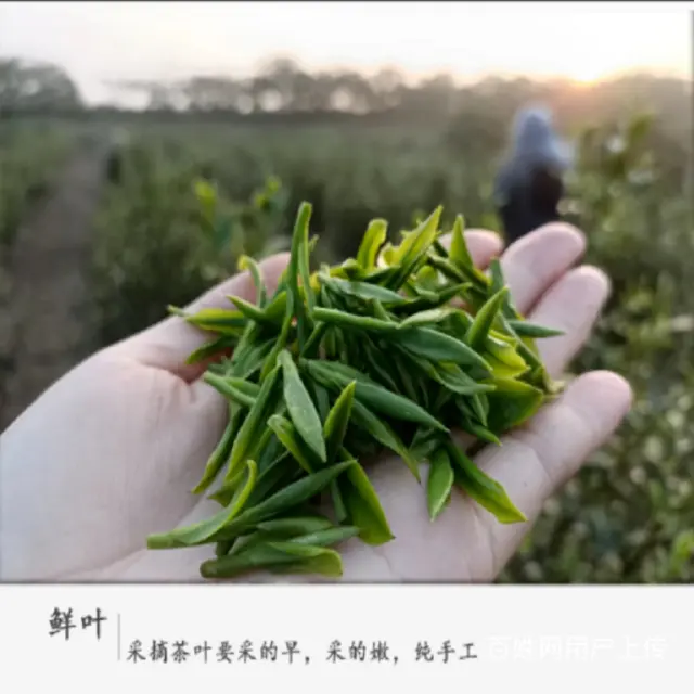 一芽一叶 . 苏州东山碧螺春茶叶正宗洞庭碧螺春绿茶 - 图片 8