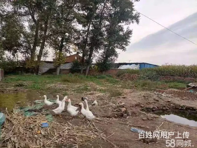 道里机场路二手车市场蒋化屯厂房出售 - 图片 2
