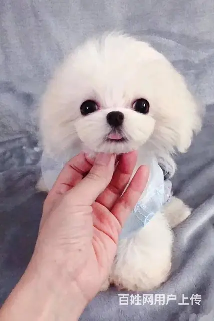 马尔济斯出售 那里有卖马尔济斯幼犬的 - 图片 3