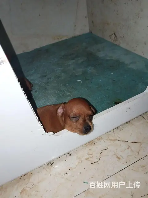 宠物小鹿犬活泼可爱 - 图片 1