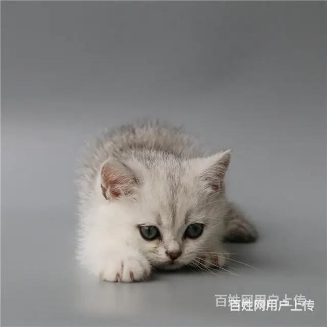 常州纯种双血统银渐层多少钱 - 图片 12