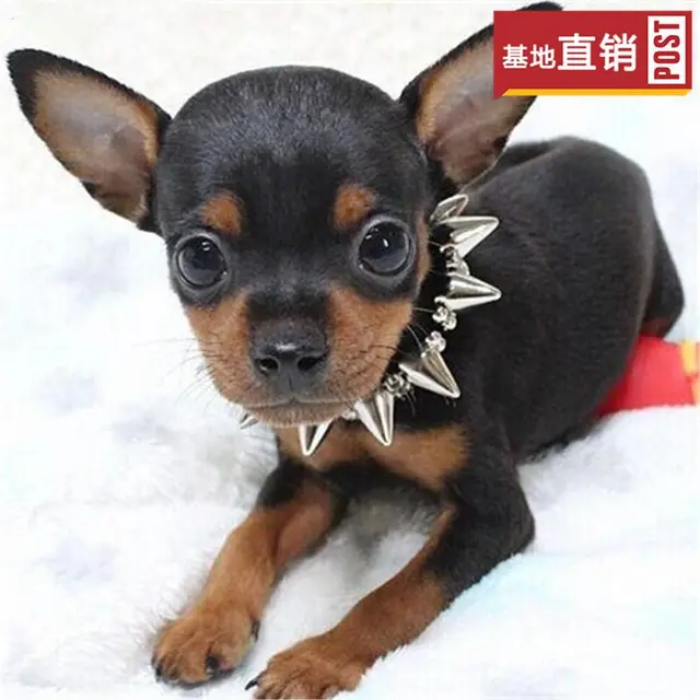 六安纯种小鹿犬视频 养小鹿犬心得体会 - 图片 8