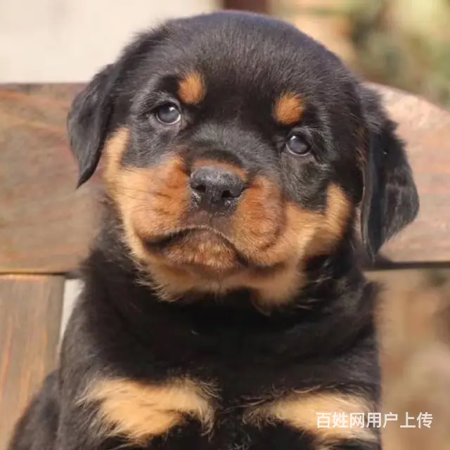 精品罗威纳大量幼犬罗威纳价格罗威纳性格图片视频 - 图片 7