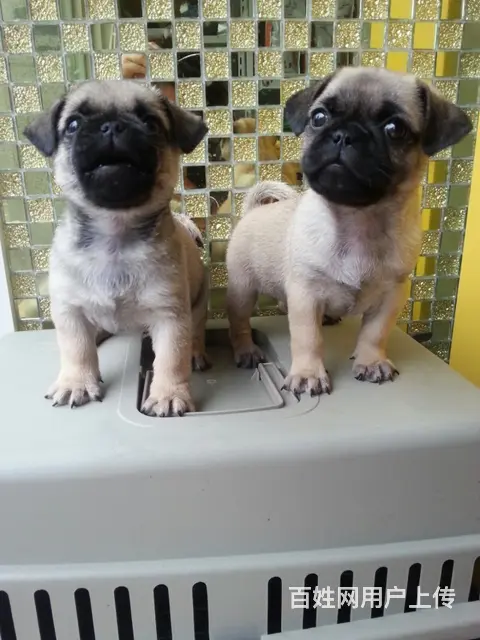 纯正鹰版满脸褶皱巴哥幼犬宝宝 签订健康协议 - 图片 3