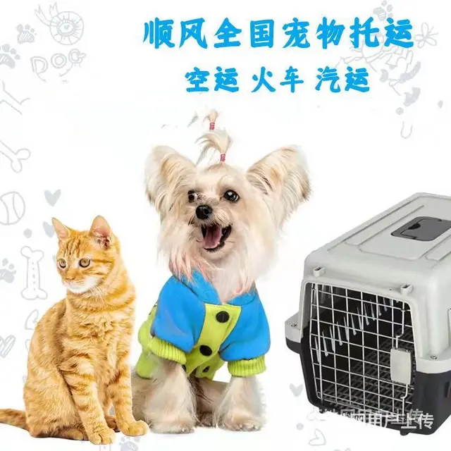 常州市宠物托运（猫狗）邮寄快递（宠物活体运输新*闻） - 图片 1