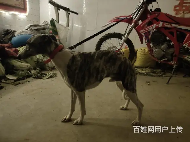 对外借配 - 图片 3