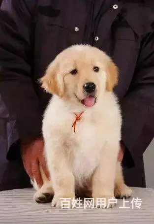 纯种金毛 黄金猎犬 金毛巡回猎犬 签署协议 - 图片 1