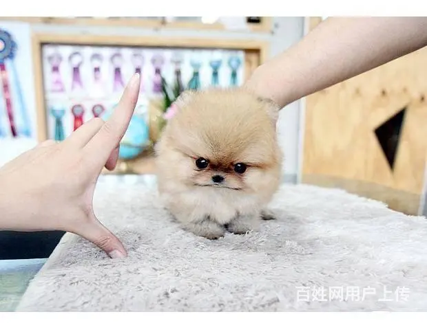 球体博美犬 哈多利系博美犬 纯种博美犬出售 - 图片 5