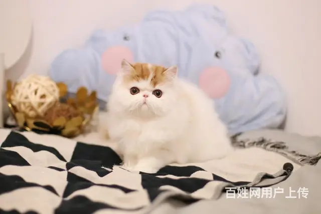 本地哪里有卖加菲猫的 加菲猫眼部怎么护理好养吗 - 图片 5