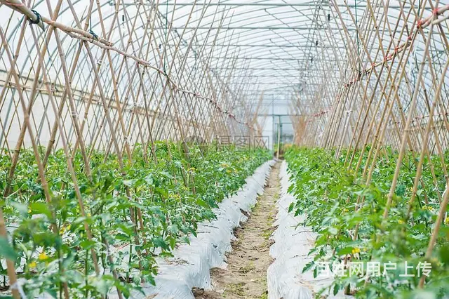 淮南招新西兰中餐厨师 面点师 - 图片 2