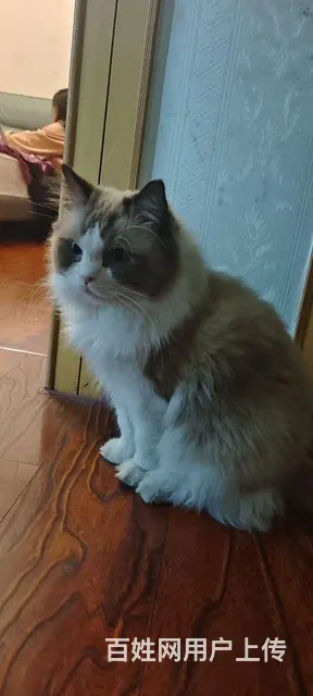 布偶猫出售 - 图片 1