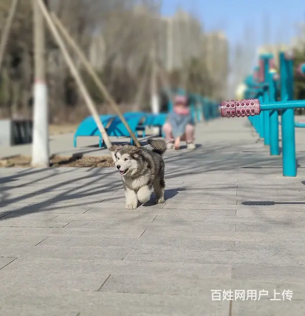个人出阿拉斯加一只公 - 图片 1